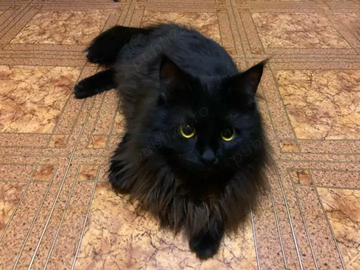 siberiana de padure asigur transport contra cost. siberiana de padure asigur transport contra cost.