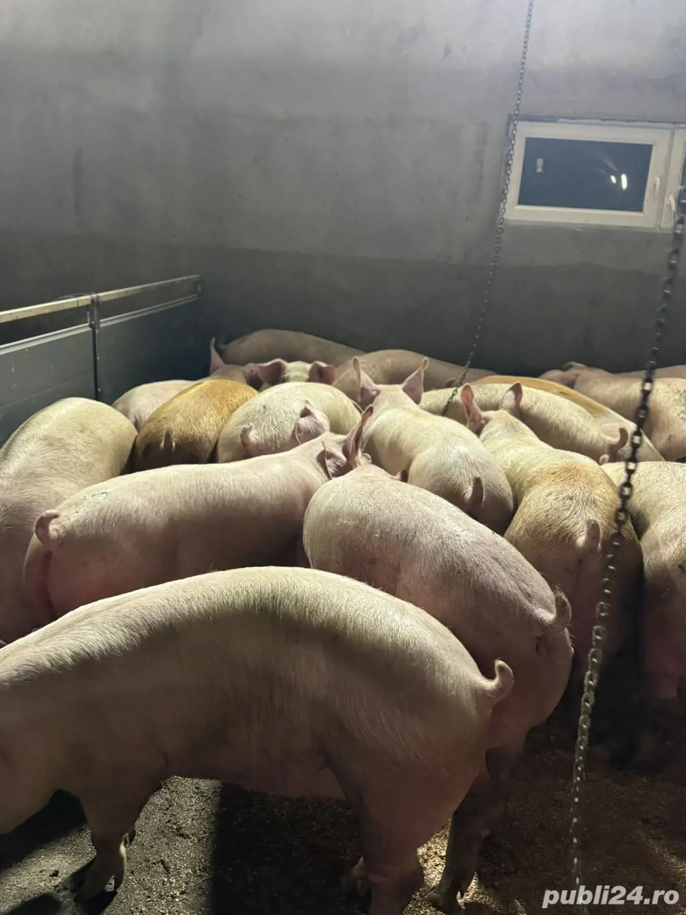 Porci de vanzare 100-160kg! 