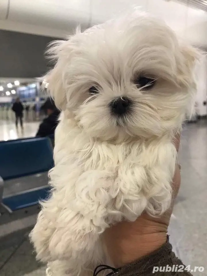 bichon maltez mini toy  bichon maltez mini toy