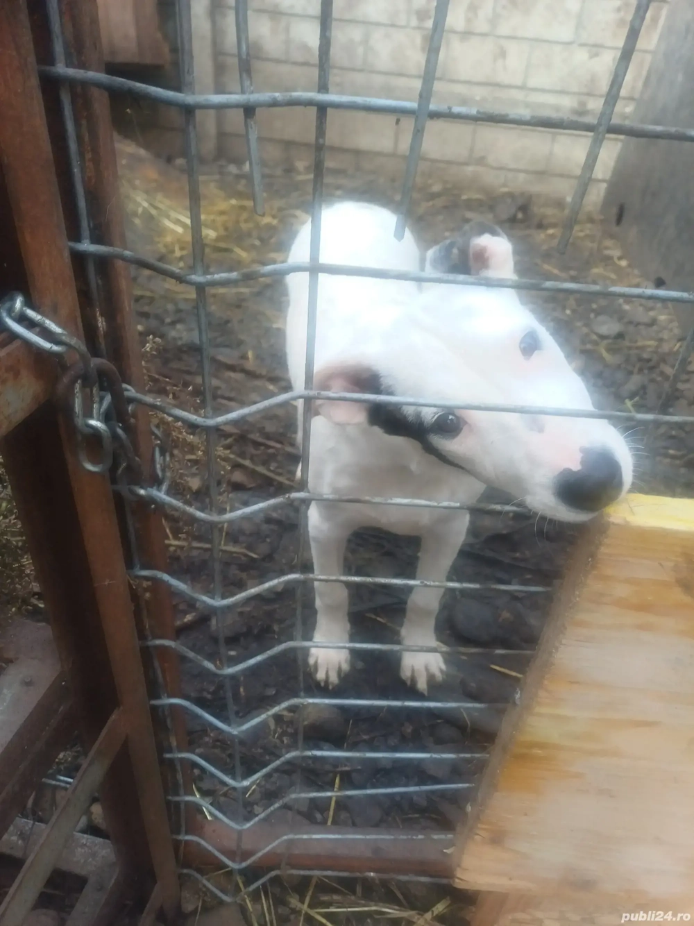 o femela dog argentino o femela dog argentino