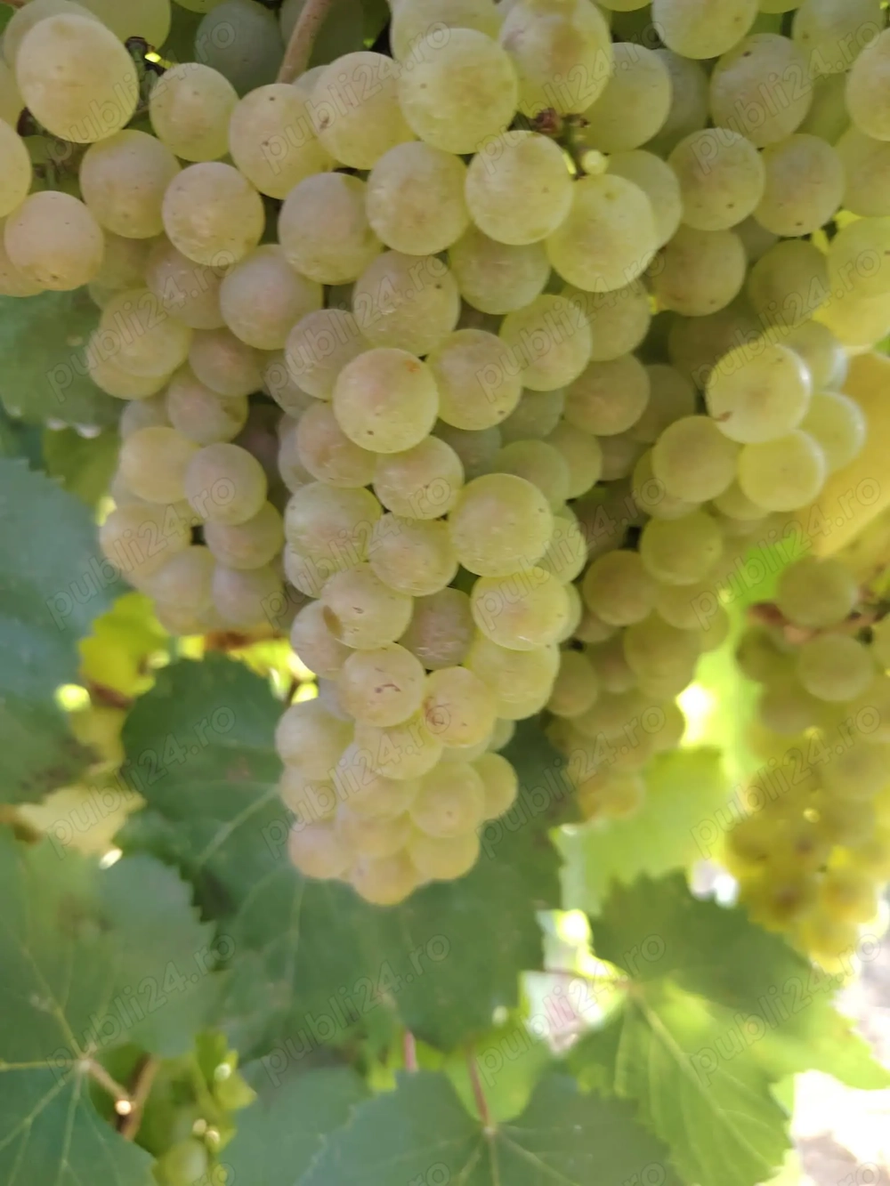 Vand vin productie 2024