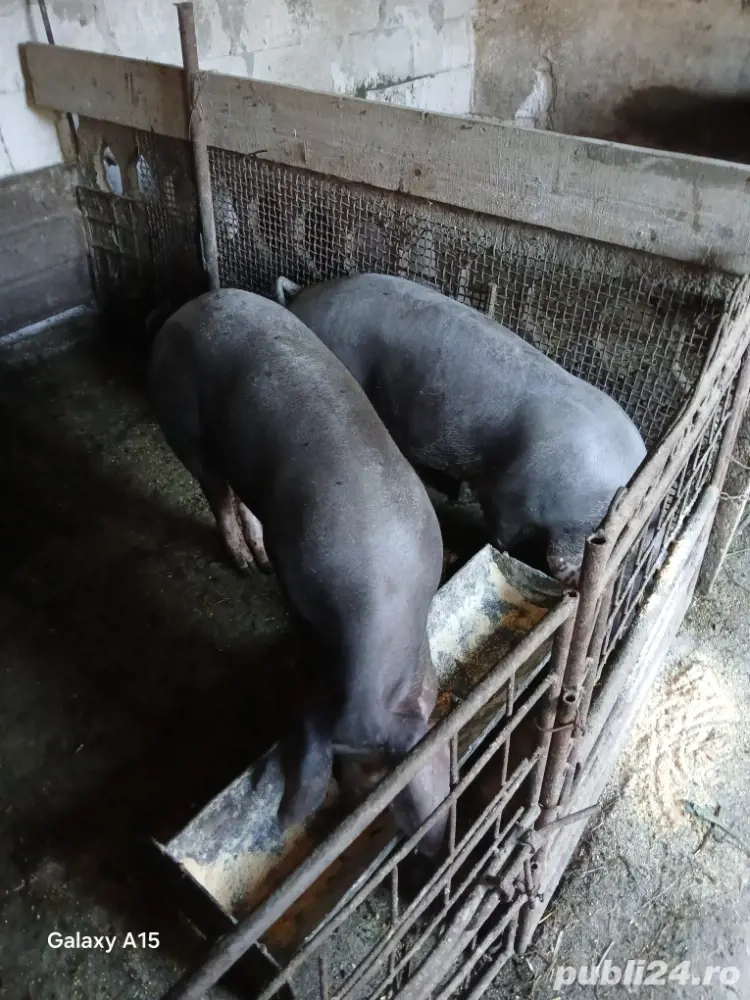 vând  porci       de carne   vând  porci       de carne