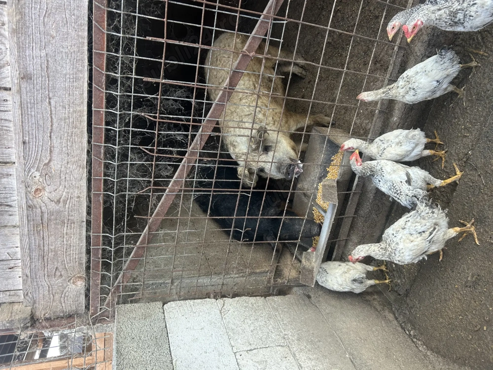 Vând porci mangaliță 