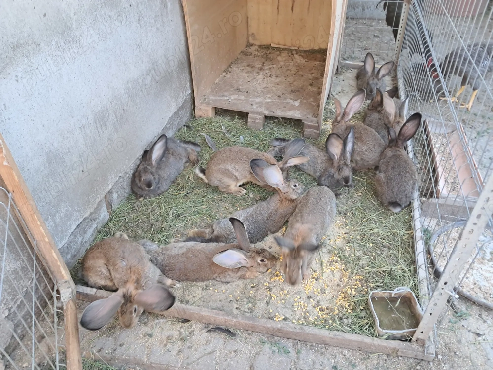 Vand iepuri de rasa tineret 