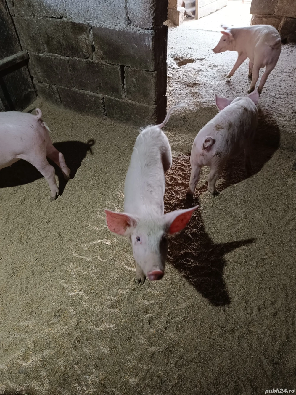 vand purcei marele alb