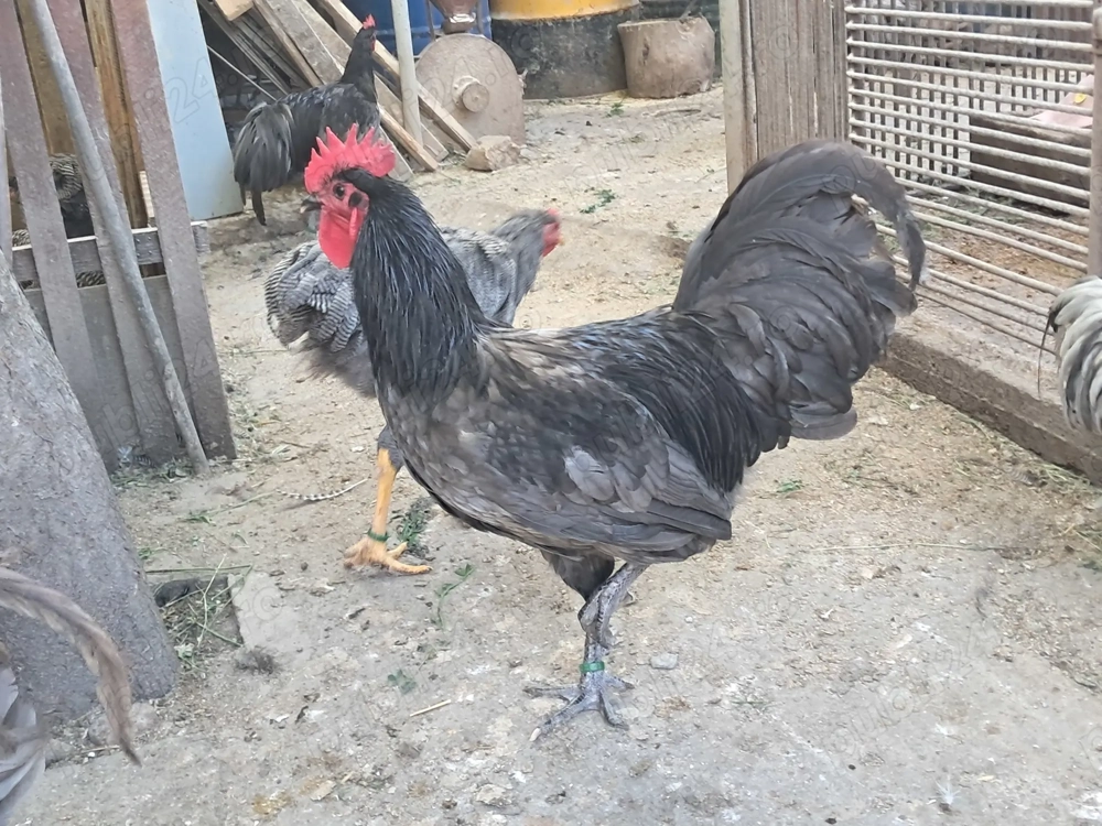 Vand exemplare deosebite cocosi si puicute de australorp si plimuth rock barat. Vand exemplare deosebite cocosi si puicute de australorp si plimuth rock barat.