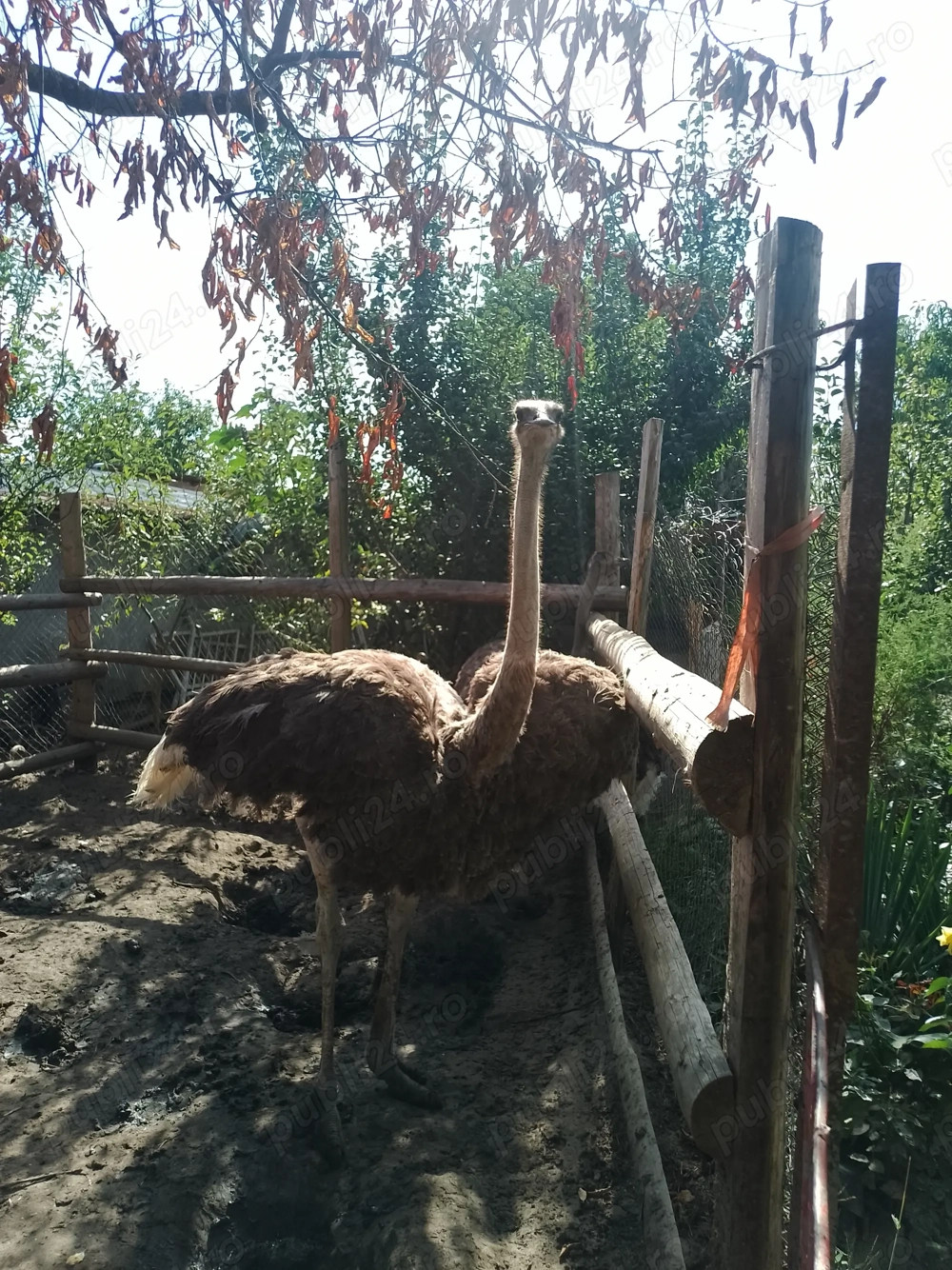 Struț de vînzare 