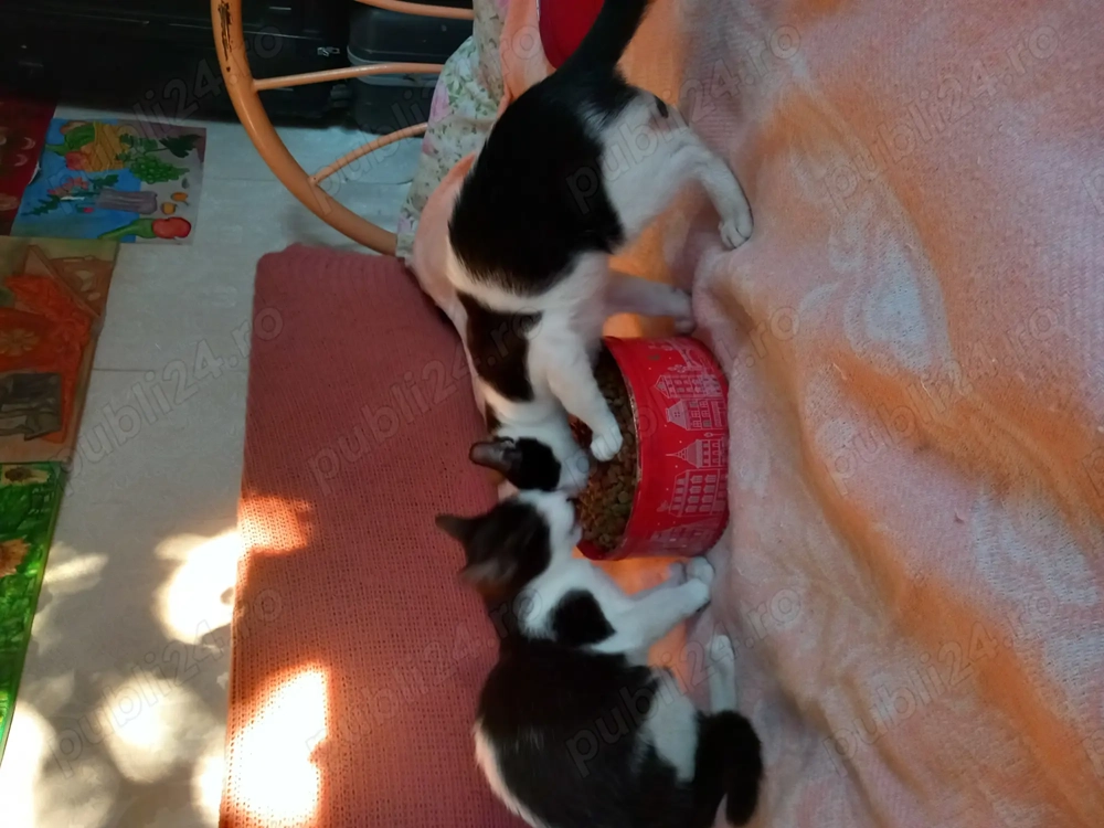 Adopție 2motanei  Adopție 2motanei