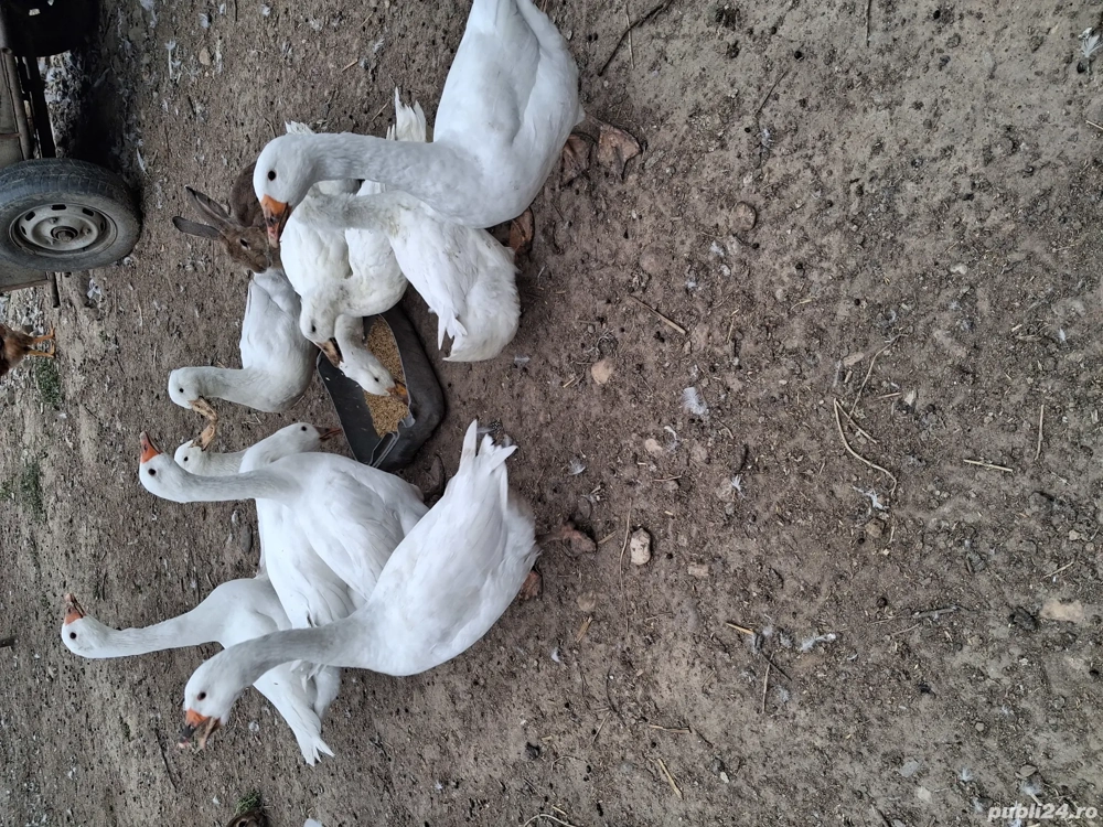 Gaste si rate de vânzare 2025