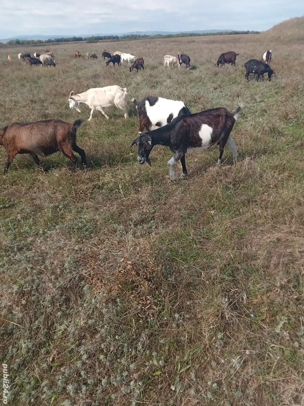vând capre și oi