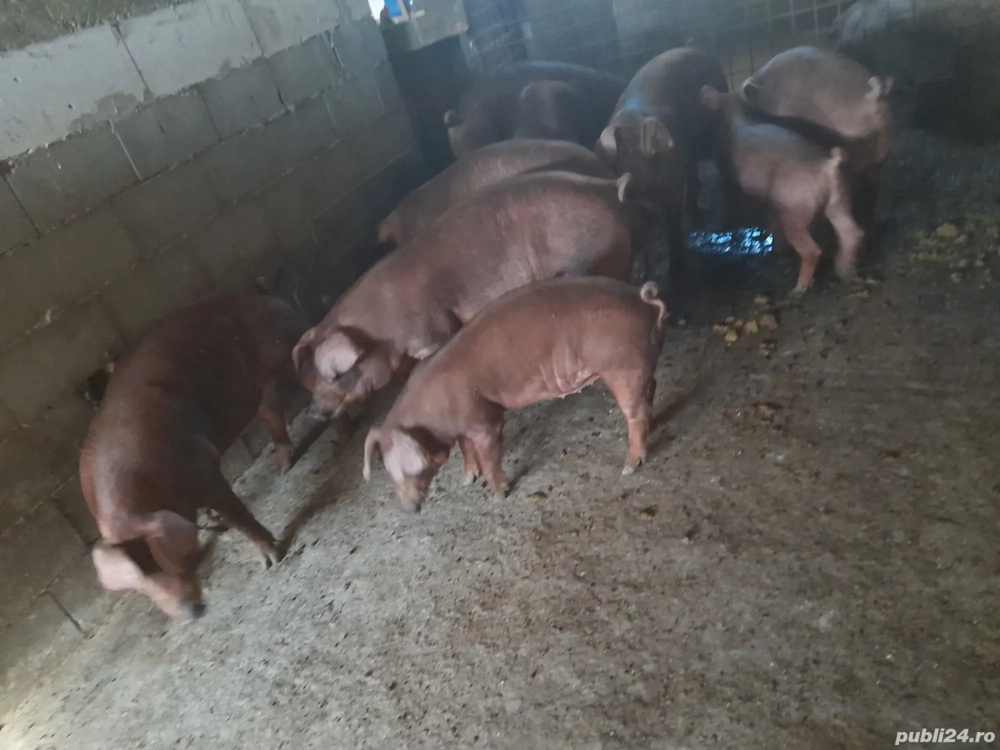 porci duroc porci duroc