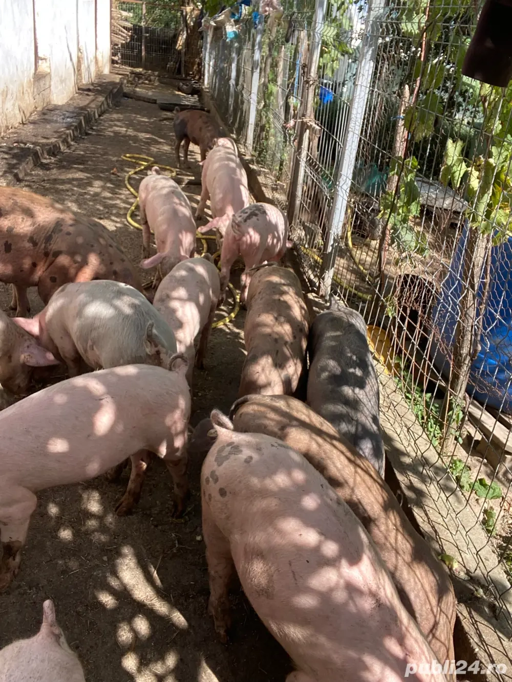 grăsuni de vânzare