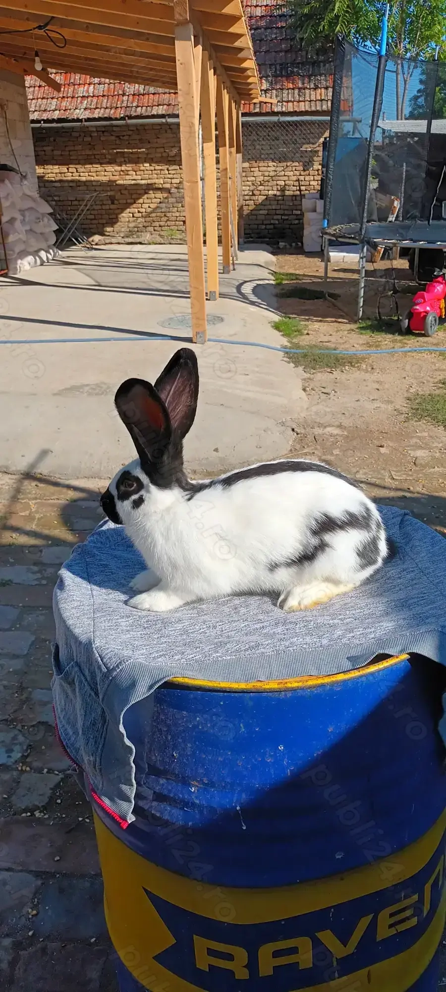 Vand 4 masculi fluture german  Vand 4 masculi fluture german