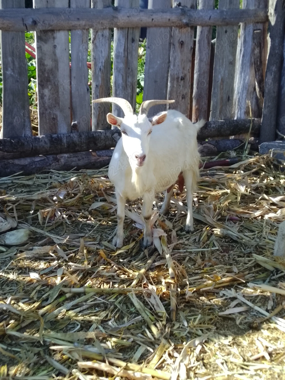 Vând capră bună de lapte  Vând capră bună de lapte