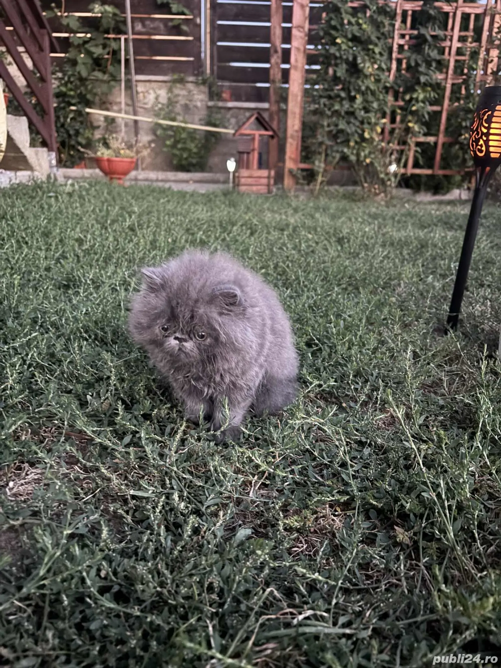 Pisic persan,cauta casa