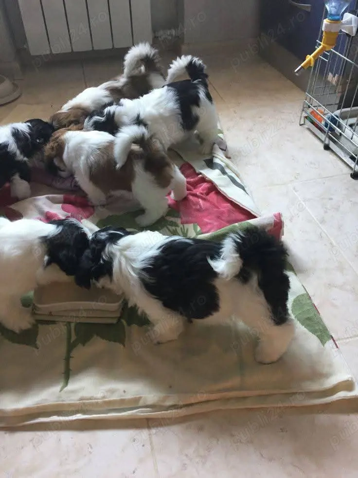 Catelusa ShihTzu 