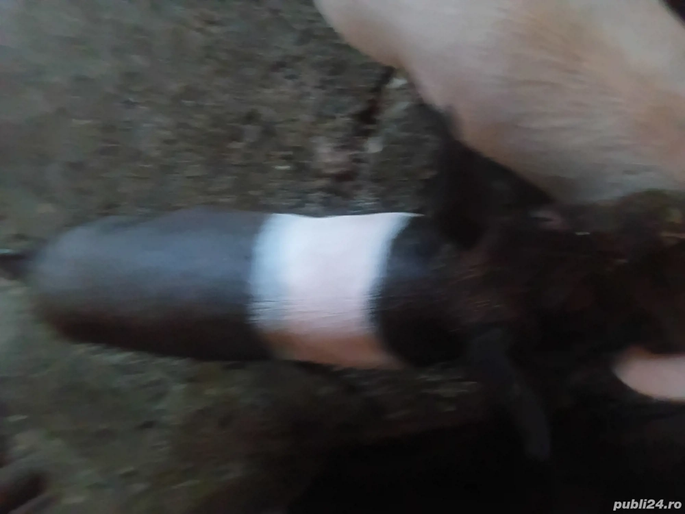 Vând 10 șoldani 4 luni Vând 10 șoldani 4 luni