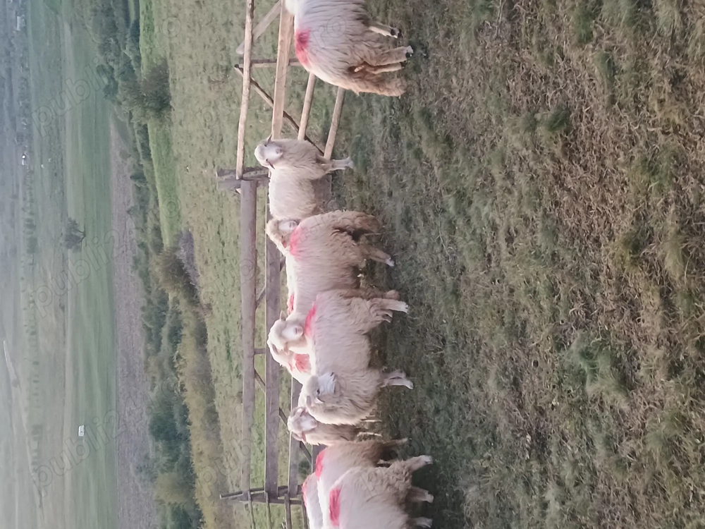 Vând 16 oi tinere  Vând 16 oi tinere