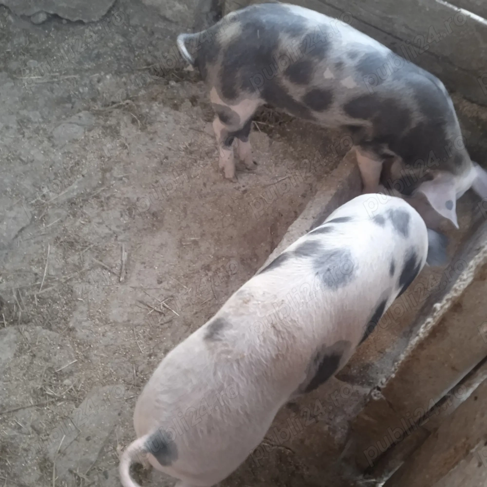 Grăsuni de vânzare  Grăsuni de vânzare