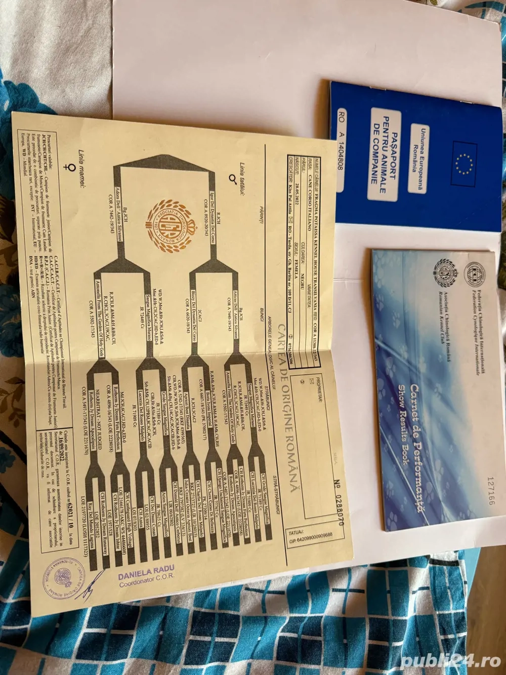 Femela Cane Corso Tigrata cu Pedigree Femela Cane Corso Tigrata cu Pedigree