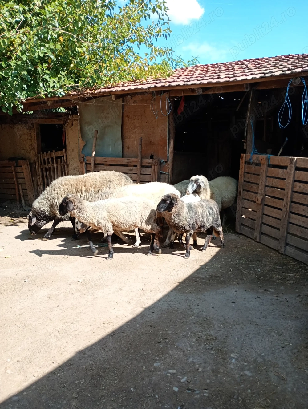 Vând oi rasă țurcană 