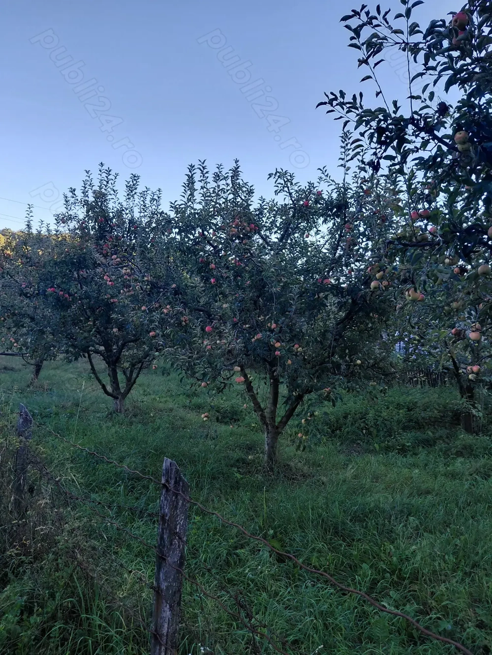 Livadă cu meri de vânzare 