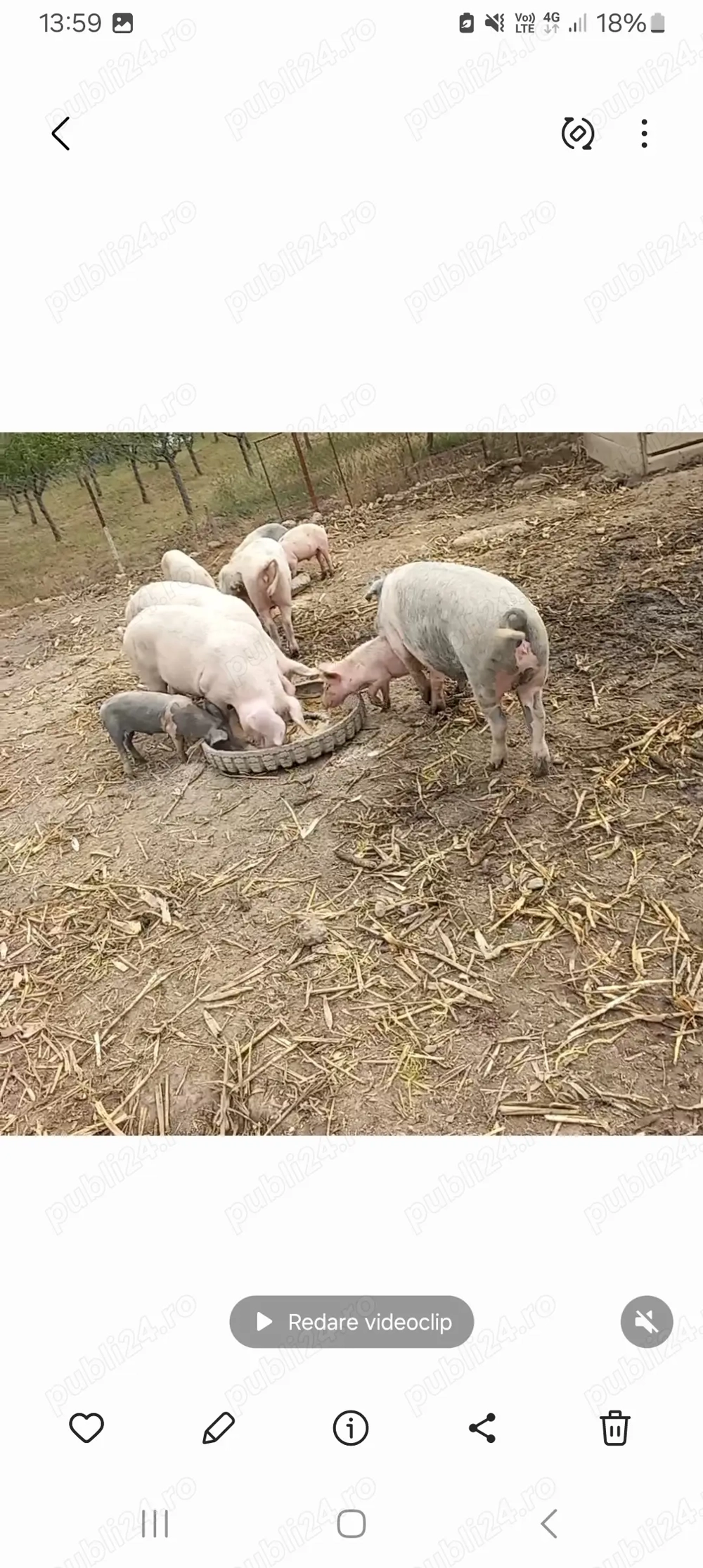 Vând porcii la 140 de kg Vând porcii la 140 de kg