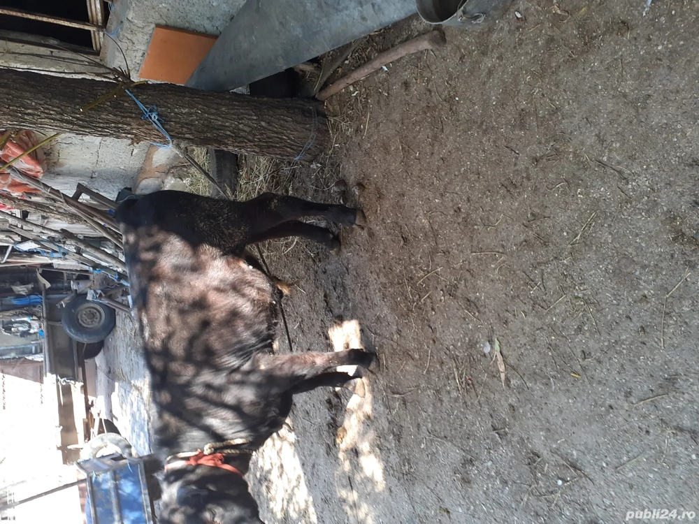 Tauras 4luni Tauras 4luni