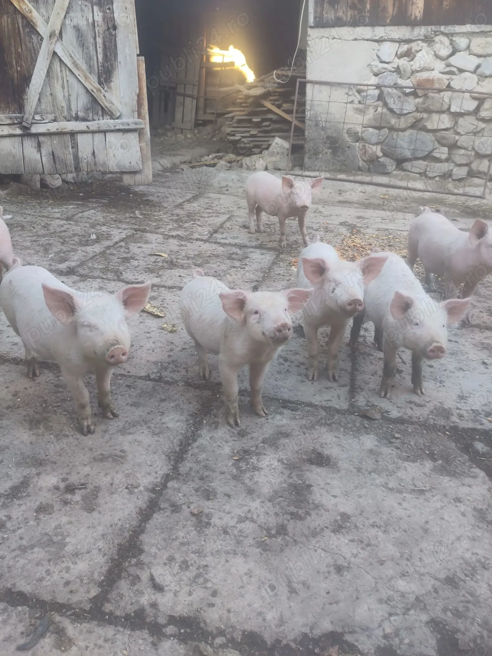 Purcei rasa marele alb 