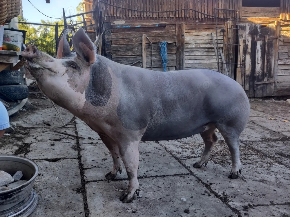 Purcea rasa pietrean 