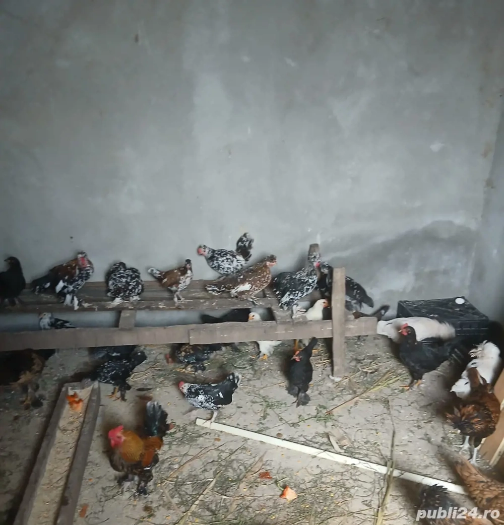 Gaini americane Gaini americane