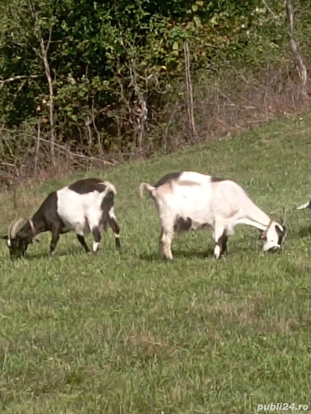 Capre de vanzare Capre de vanzare