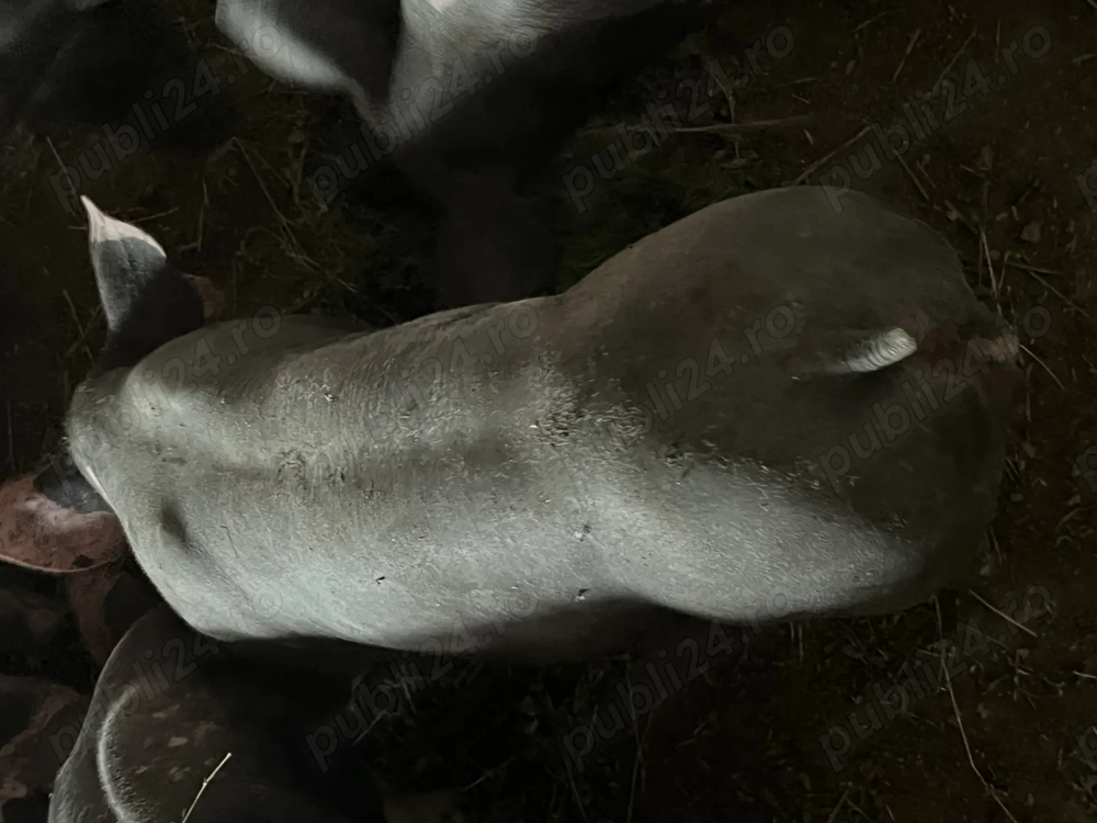 Vând purcei, diverse rase