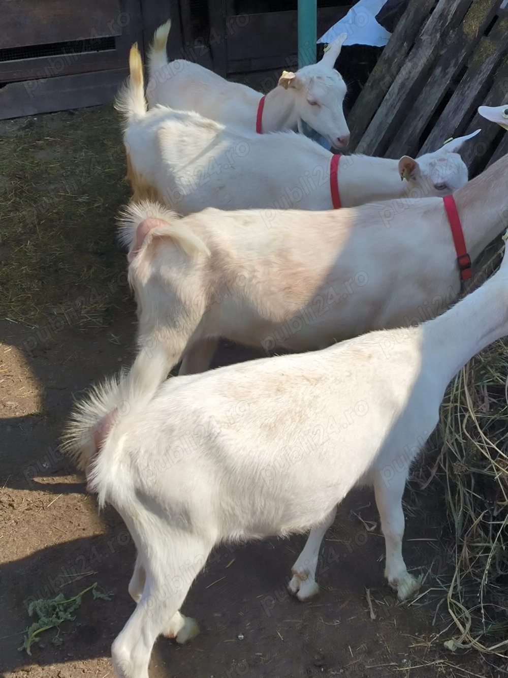 Lot iede Sanen Lot iede Sanen