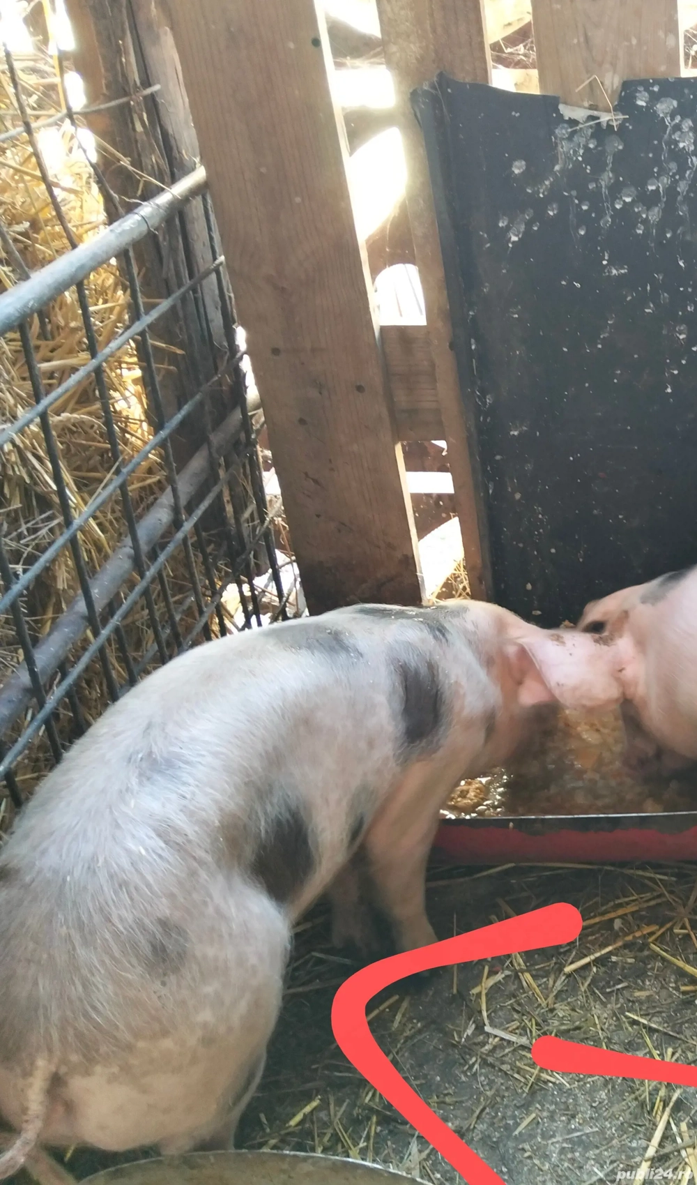 purcica pietran curat