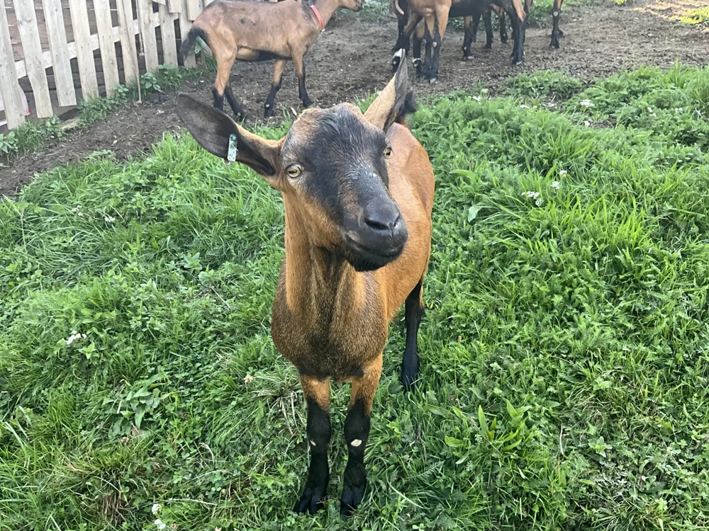 Țap alpin,ciut,cu origine. 
