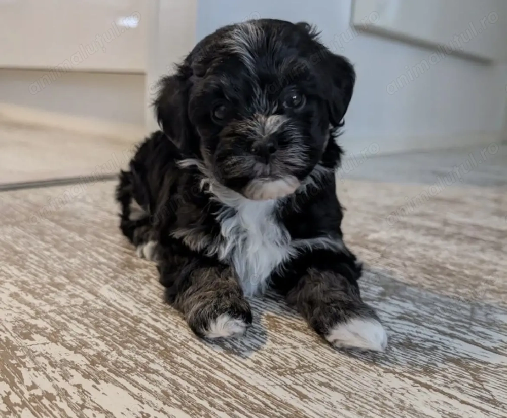 Bichon havanez superbi 