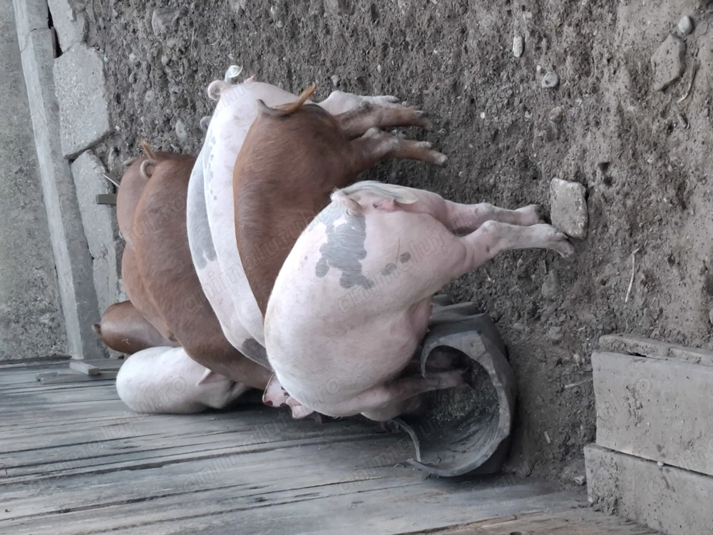 Vând grasuni crescuți bio cu porumb ,orz grâu și floarea soarelui.Buni pentru rotisor sau pentru Cri Vând grasuni crescuți bio cu porumb ,orz grâu și floarea soarelui.Buni pentru rotisor sau pentru Cri