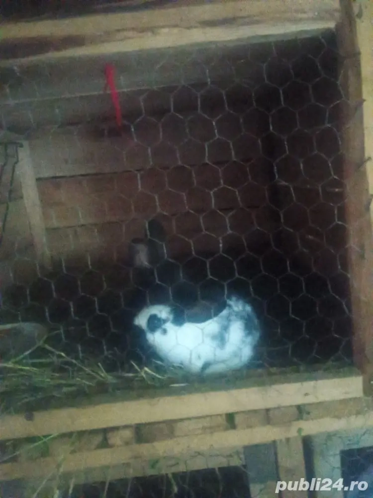 iepuri de vanzare  iepuri de vanzare