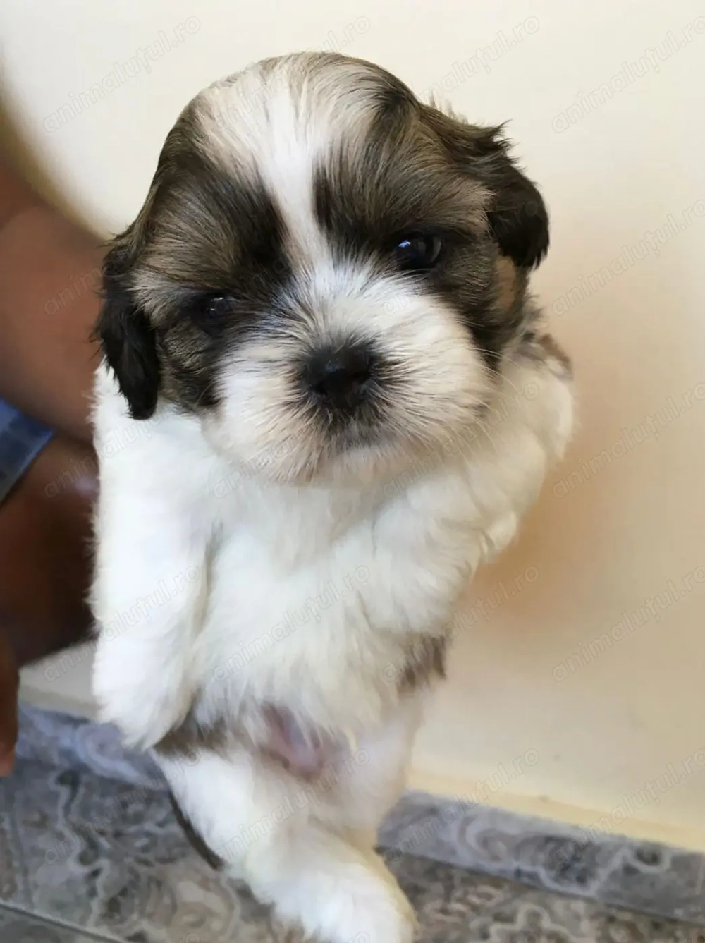 Bichon havanez baietel