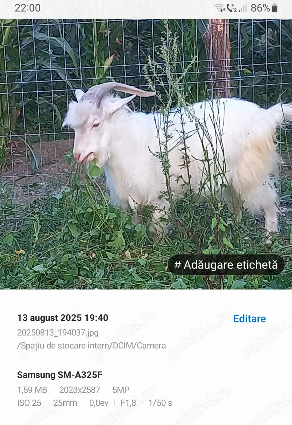 Vând țap de 1 an(alb)