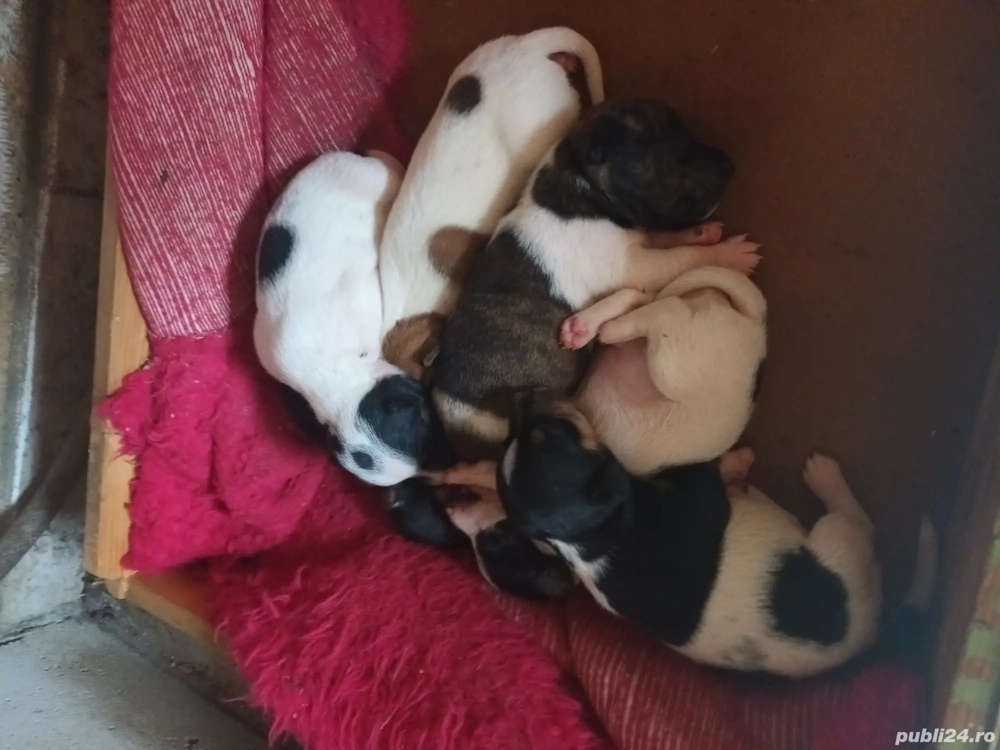 pui jack russel  pui jack russel