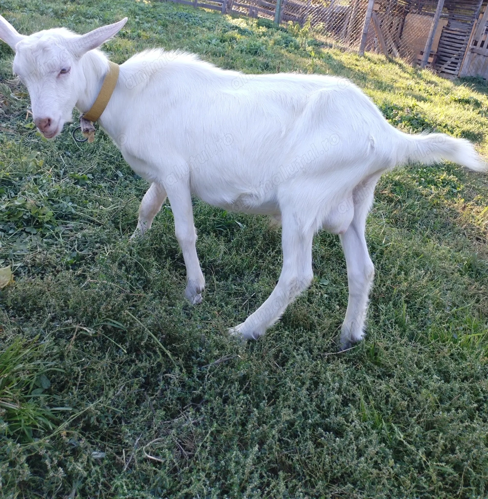 Tap saanen de vânzare