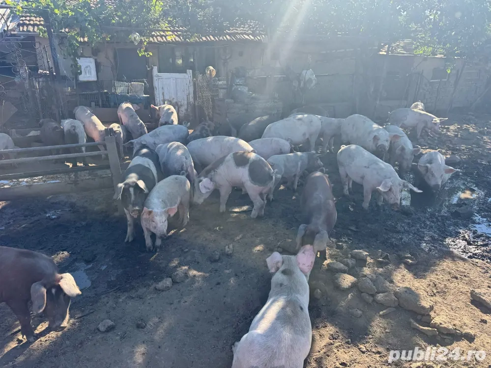 vand porci ptr craciun greutate 90-110