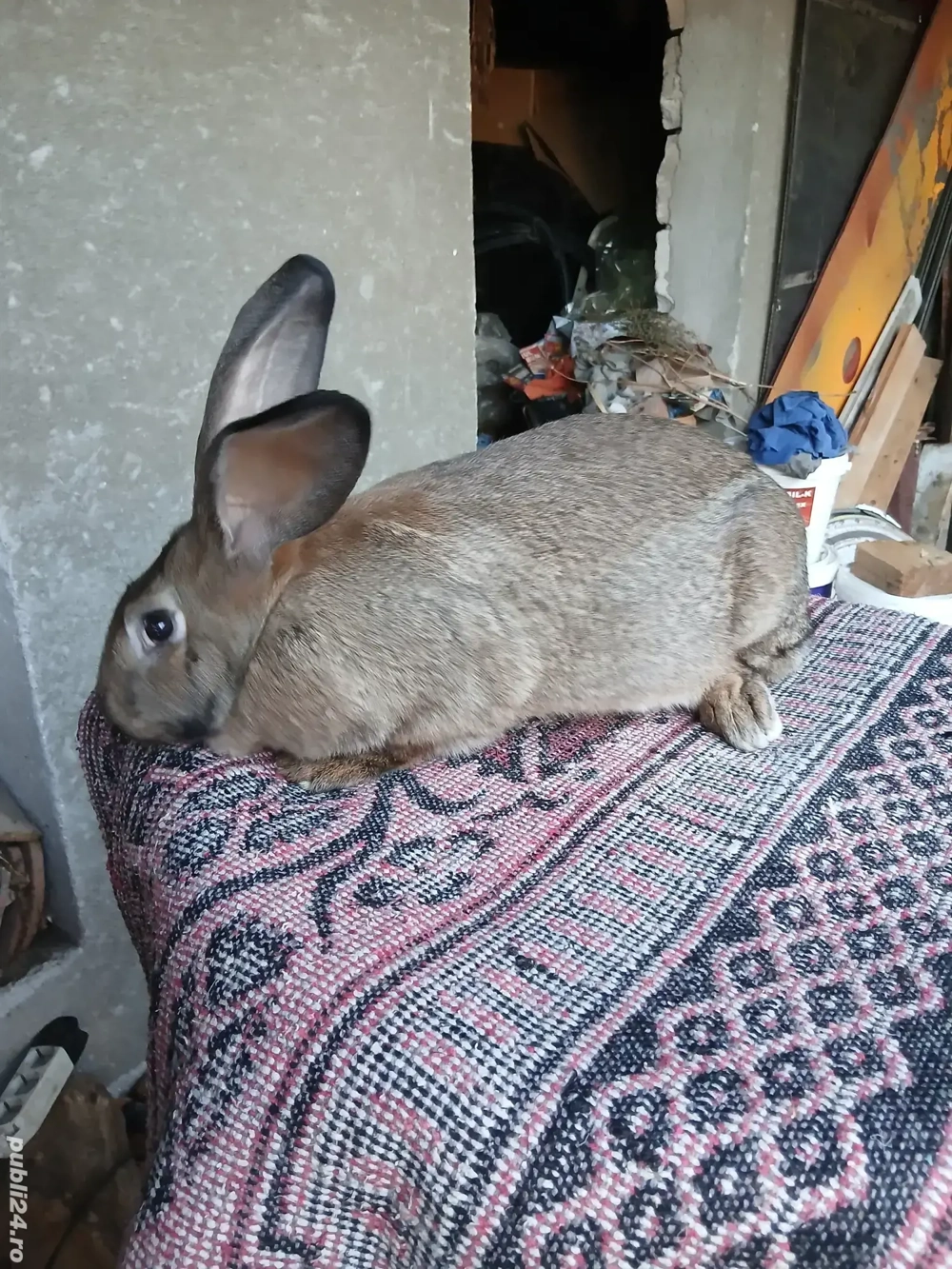 vand iepuroaică rasa