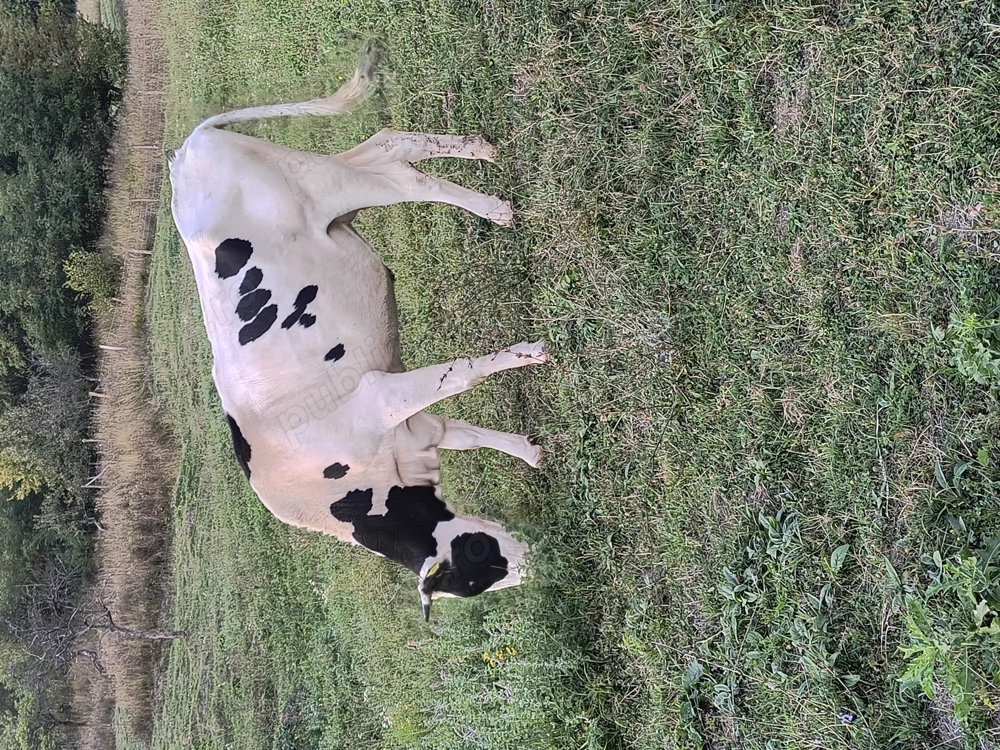 Vaca de vânzare ,vârstă 2 ani ,ideala de prăsilă 