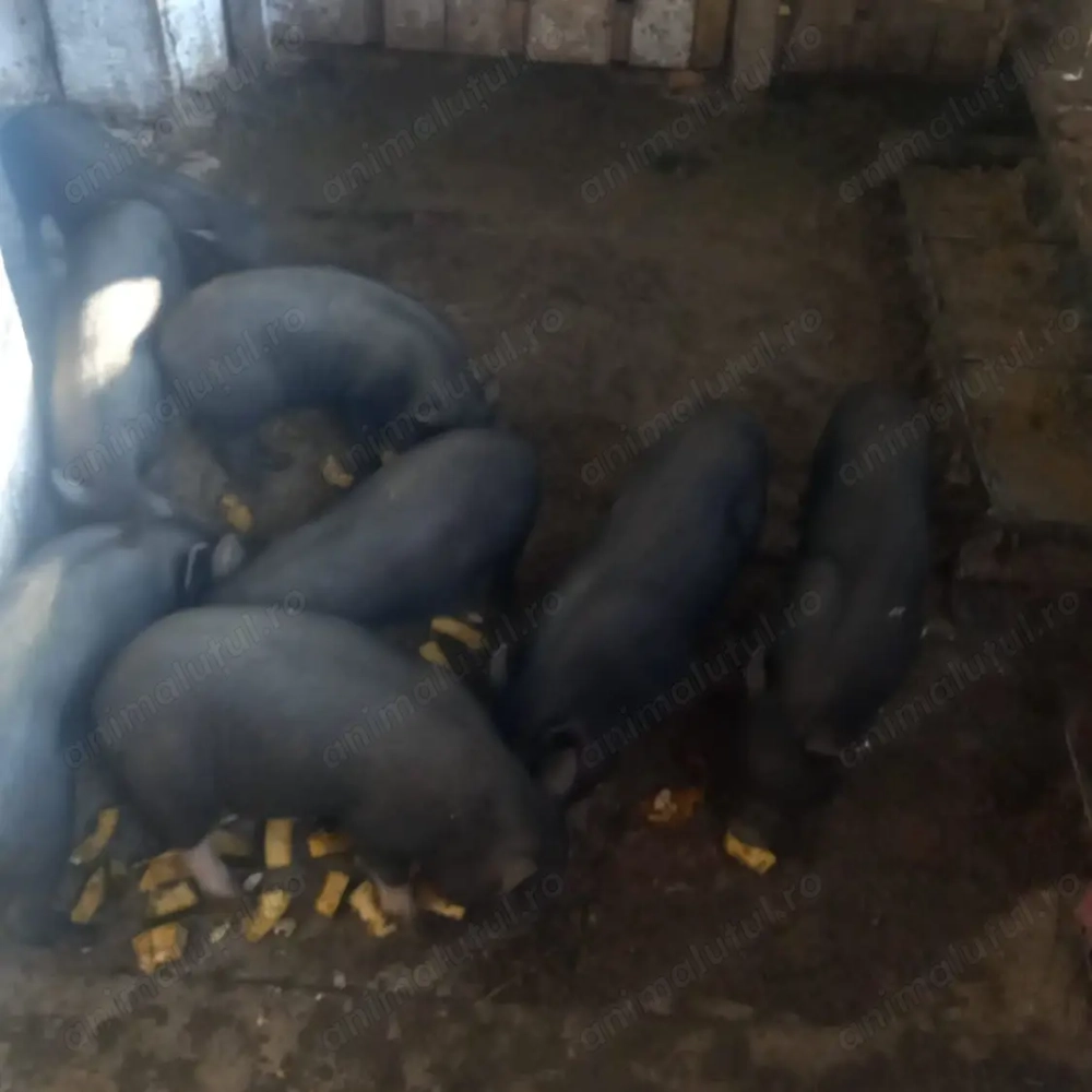 Vând porci vietnamezi