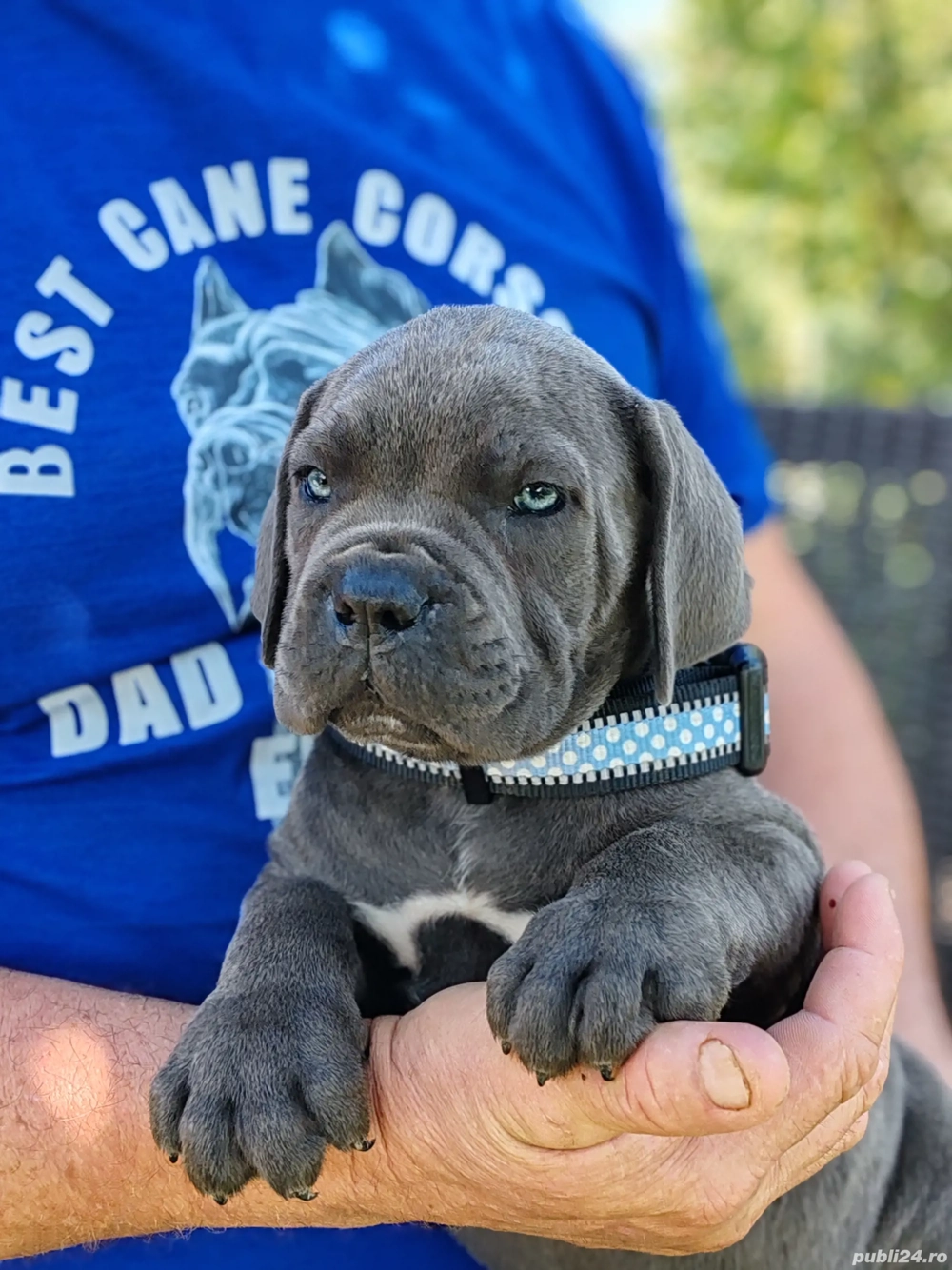 Carne corso disponibile  Carne corso disponibile