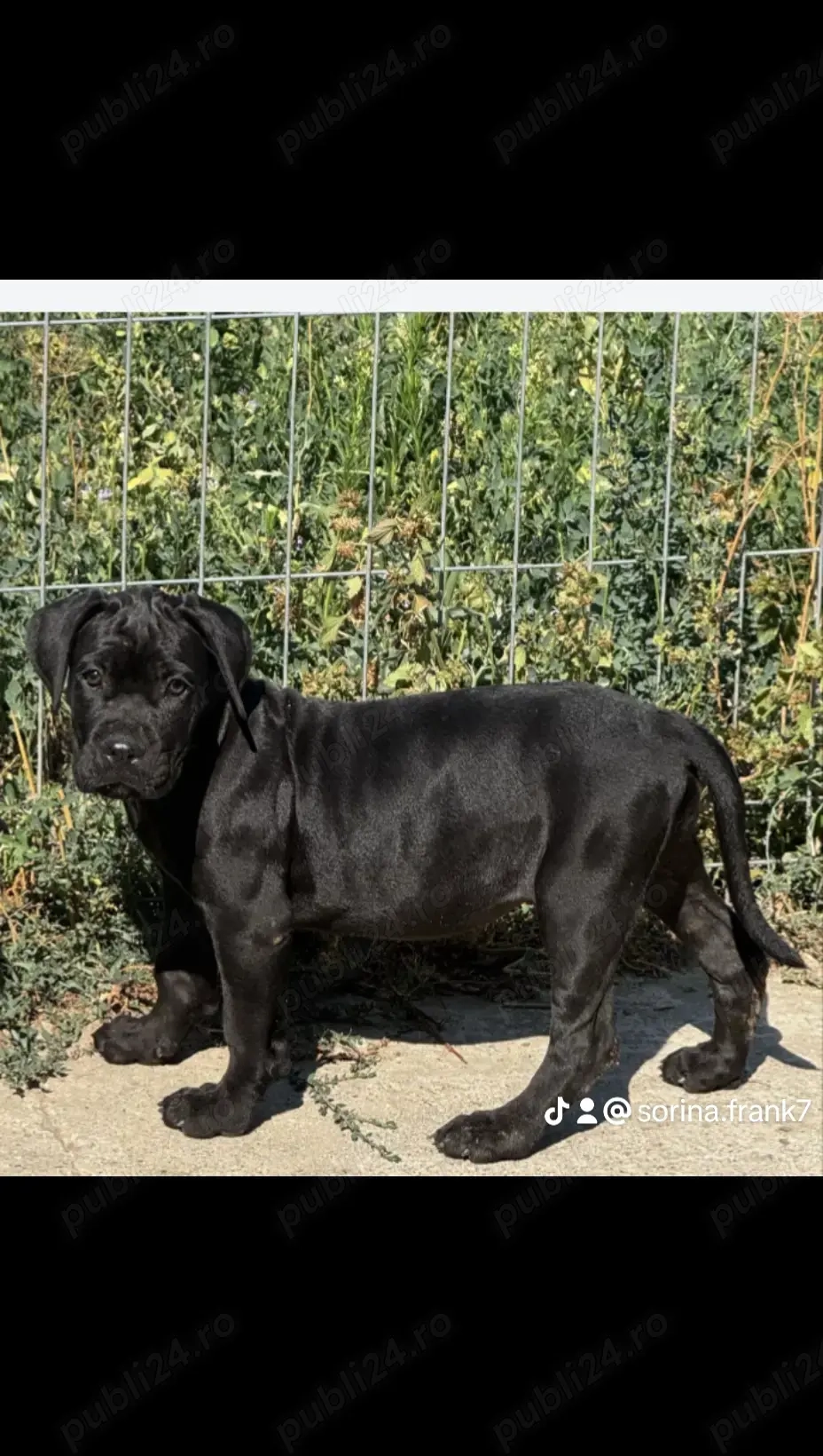 Vând Catelusa de cane corso are 2 luni și 3 săptămâni 