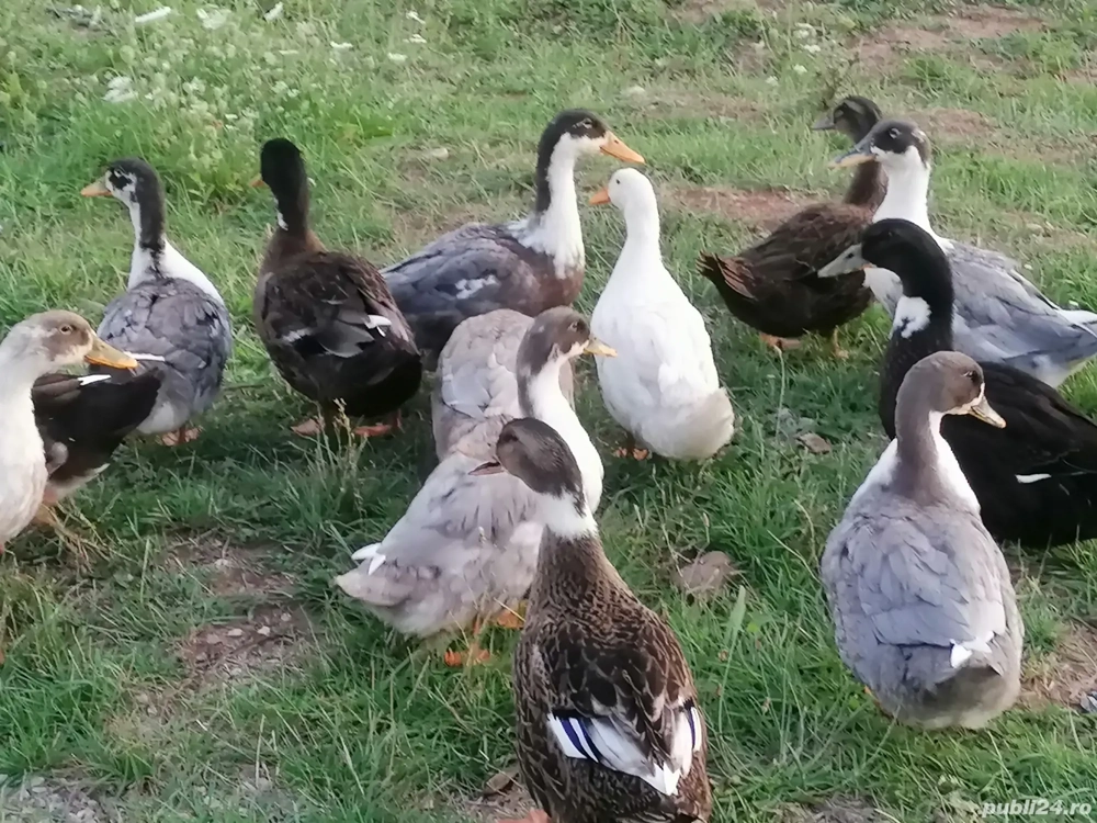 Vând rațe din Primăvară !  Vând rațe din Primăvară !